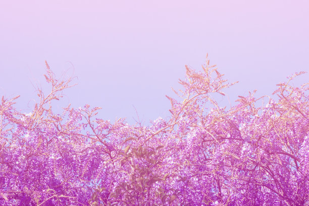 花的背景。盛开的紫藤映着天空。颜色调色。本空间图片下载