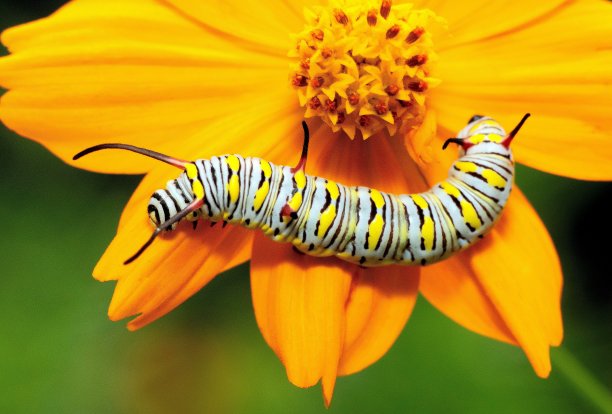 毛毛虫在黄花上爬行——动物行为。图片下载