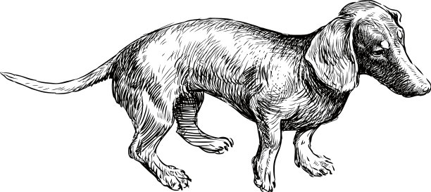 画一只老腊肠图片下载