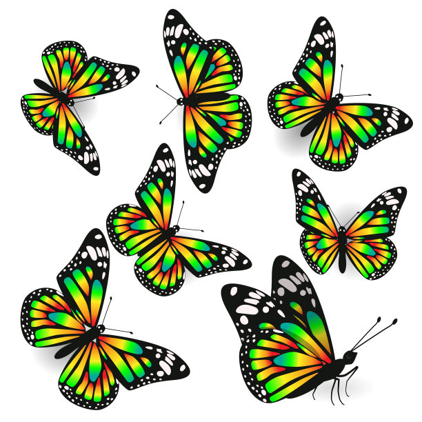 一套蝴蝶在不同角度有毒图片下载