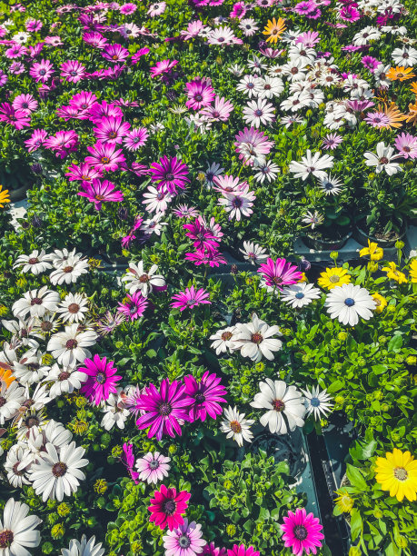 春天的花市春天的鲜花产生五颜六色的花街图片下载