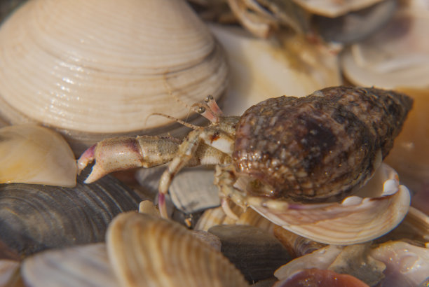 小寄居蟹(第欧根尼)图片下载