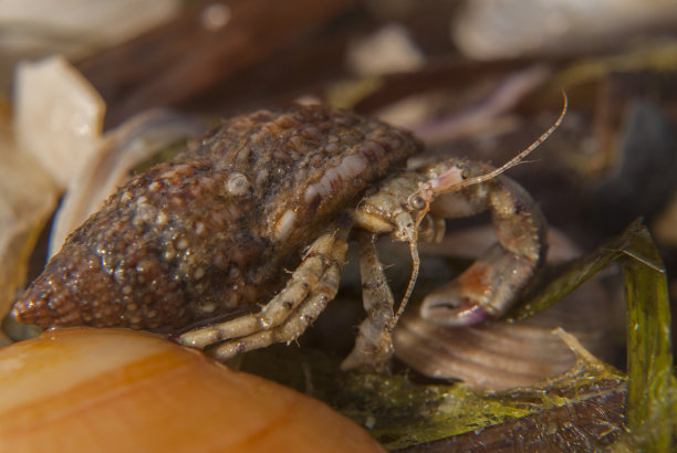 小寄居蟹(第欧根尼)图片下载