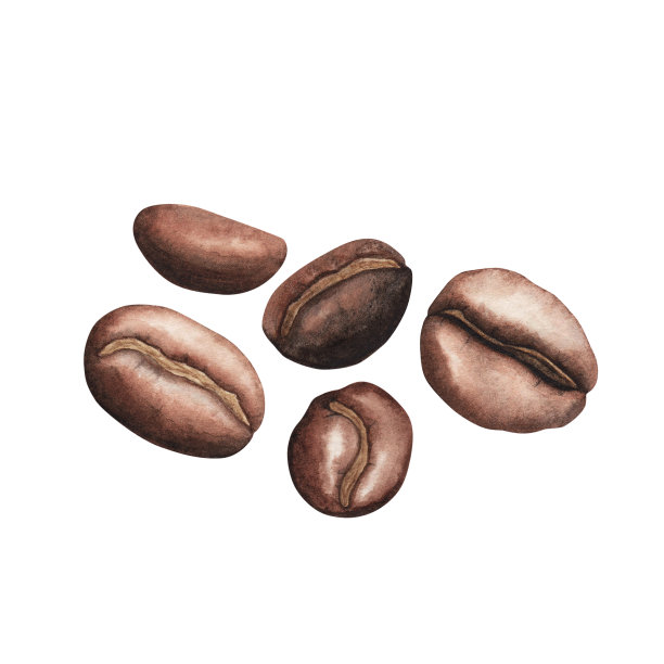 咖啡分离在白色上的棕色烘焙咖啡豆。水彩手绘画册。艺术设计，纺织品，菜单，卡片图片下载