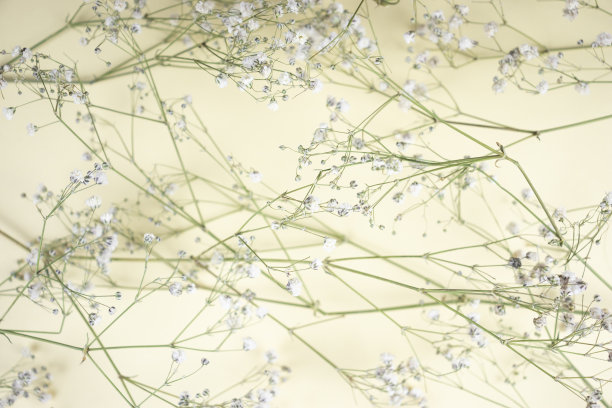 粉彩花卉背景与石膏花在黄色的纸上。浪漫的复古质感，简约的婚礼装饰，简约的自然概念。图片下载