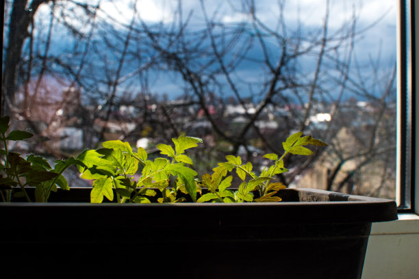 在一个阳光明媚的早晨，绿色的番茄幼苗在窗台上的黑色花盆中生长。可持续农业的概念图片下载