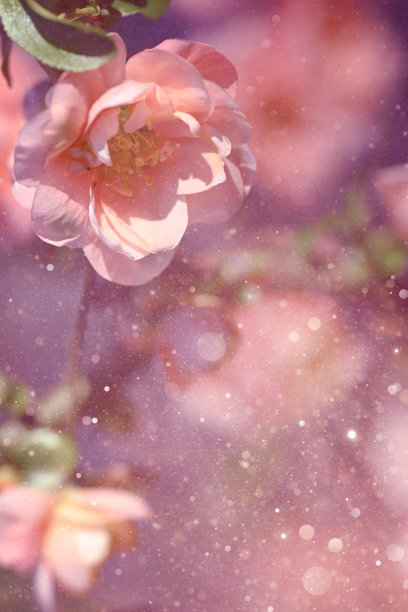 贴梗海棠开花图片下载