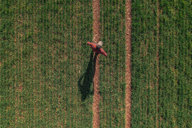 农民站在小麦幼苗田俯瞰种植园的鸟瞰图图片下载