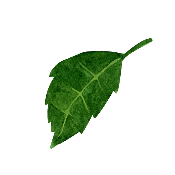 水彩绣球叶剪纸，夏季花绿叶。图片下载