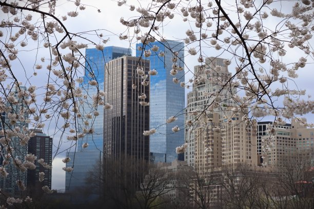 中央公园的春天图片下载