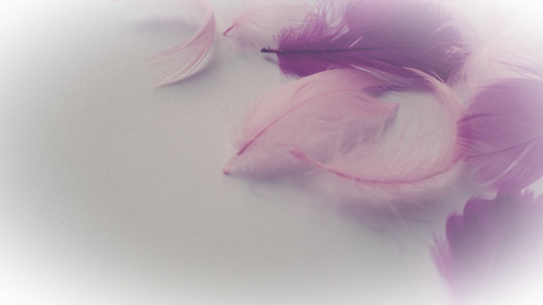 以粉红色和深红色羽毛为背景。光弯曲了蓬松的羽毛。火烈鸟羽毛。彩色的羽毛。图片下载