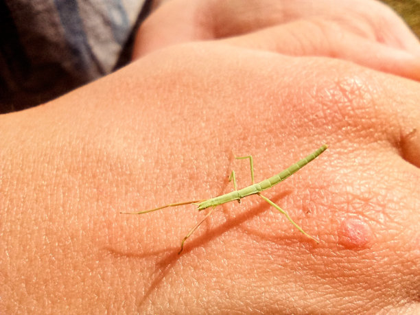 特写照片的绿色竹节虫在一个孩子的手在一个花园图片下载