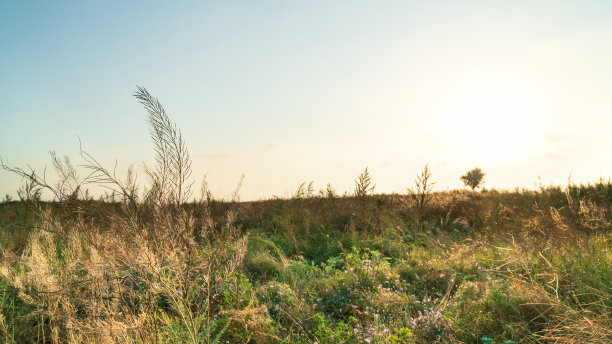 夏日清晨日出时美丽的风景图片下载