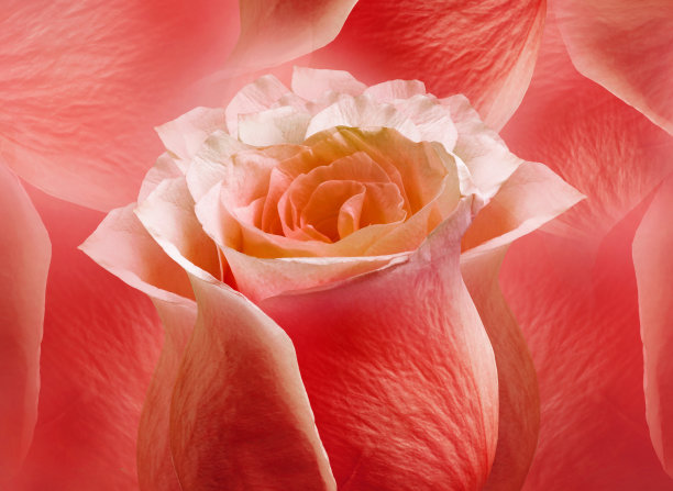 红玫瑰的花。花的背景。特写镜头。贺卡。图片下载