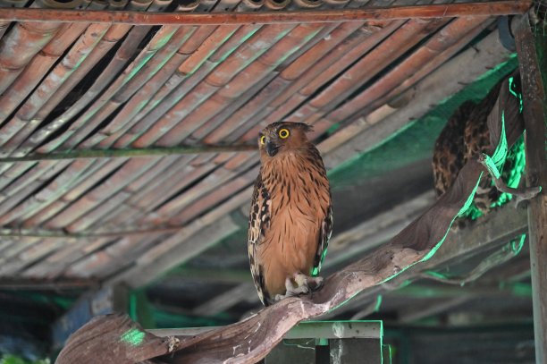动物的照片——猫头鹰图片下载
