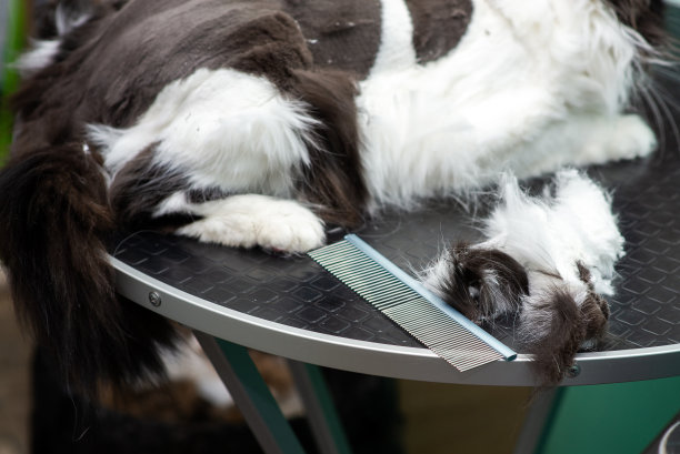 猫在美容沙龙，在美发沙龙理发图片下载