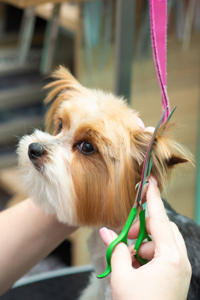 理发的约克郡犬在美容沙龙的耳朵，特写图片下载