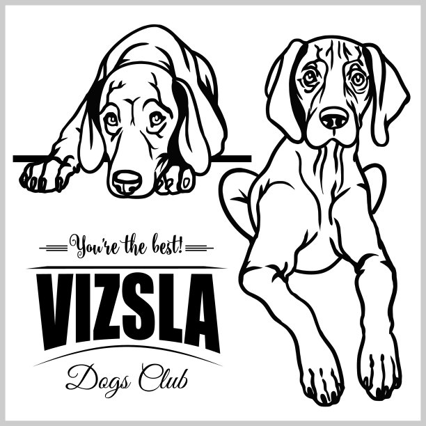 维兹拉-孤立在白色上图片下载