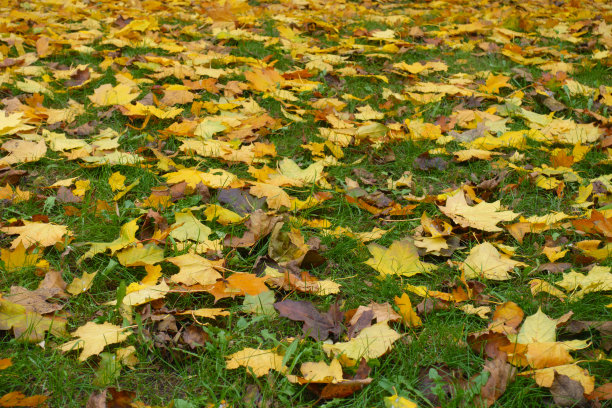 十一月，五彩缤纷的枫叶落在绿草上图片下载