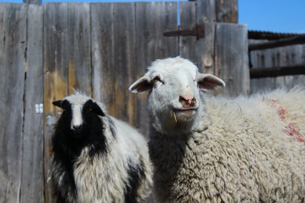 一群羊在农田里吃草，一边吃干草，一边好奇地看着相机图片下载