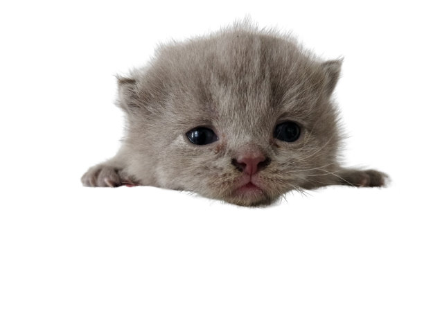 英国短毛小猫躺在纯白的背景上图片下载