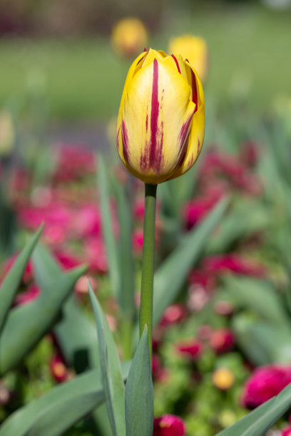 正在开花的花园郁金香图片下载