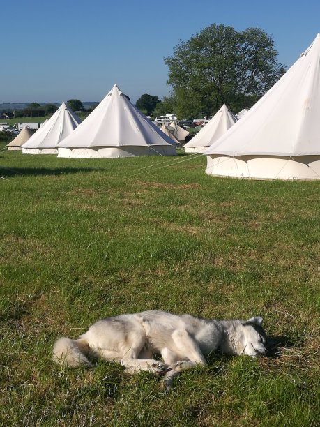 睡觉的哈士奇图片下载