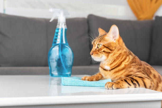 宠物用蓝色抹布擦拭桌子，并将喷雾放在桌子上图片下载