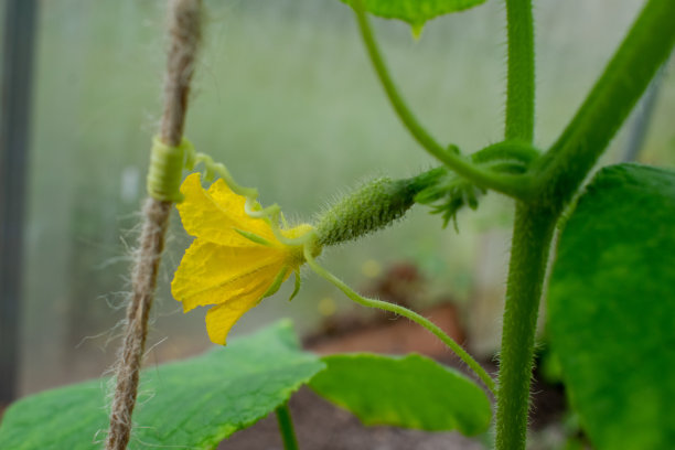 植物的微距照片。新鲜的黄瓜。温室里的嫩绿色蔬菜。图片下载