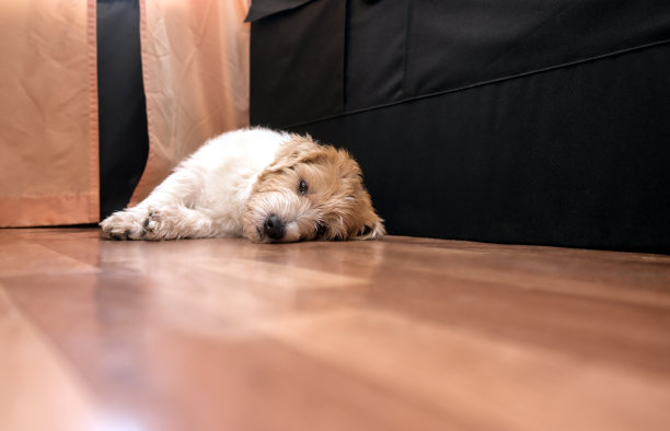 可爱的毛绒绒的小狗躺在地板上，看着镜头打着盹。杰克罗素梗在家里放松的肖像。图片下载