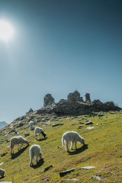 羊在要塞废墟的高阿尔卑斯山草地上吃草图片下载