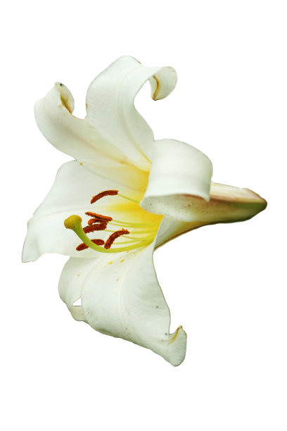 白色百合花与奶油质地孤立在白色背景图片下载