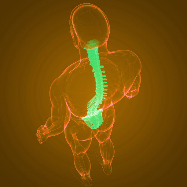 脊髓脊柱人体骨骼系统解剖学图片下载