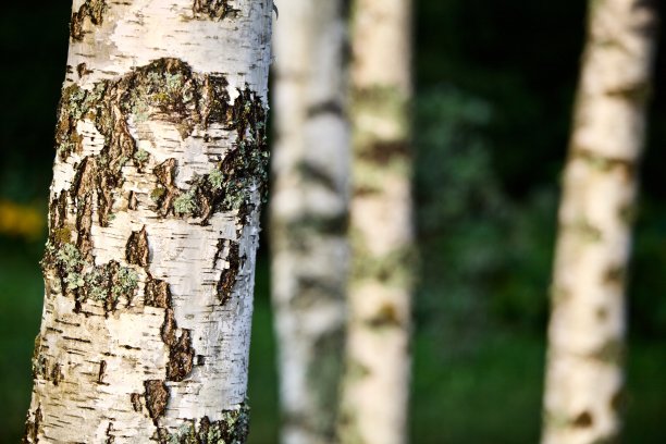 特写白桦树树干集中在一个模糊的背景图片下载