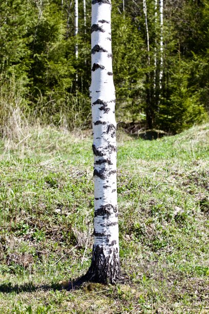 特写白桦树树干集中在一个模糊的背景图片下载