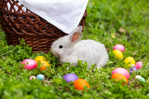 小复活节兔子在草地上靠近五颜六色的蛋。图片下载
