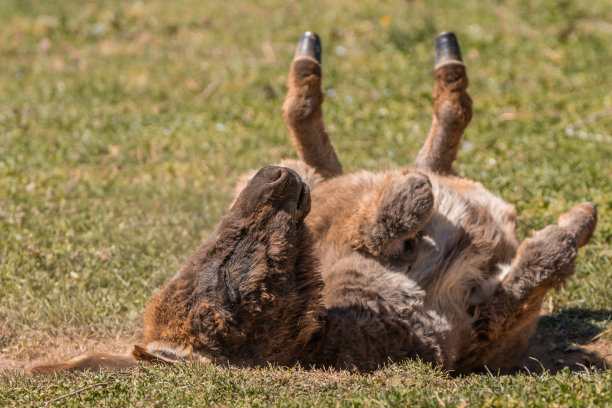 驴子在地上挠背的高角度视图。动物主题图片下载