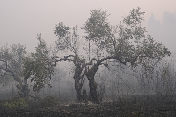 埃维亚岛上的一片烧焦的森林和橄榄树，图片下载