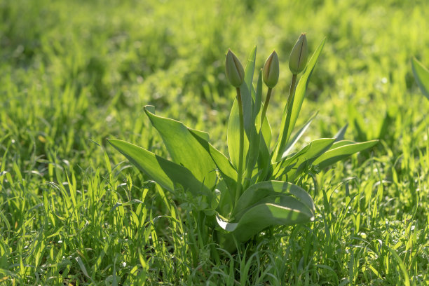 绿色的郁金香图片下载