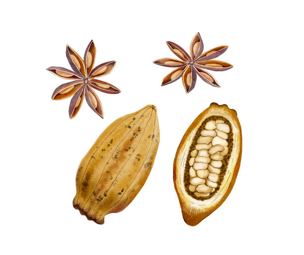 一套水彩插图的巧克力树可可和肉桂的果实，在白色的背景。图片下载