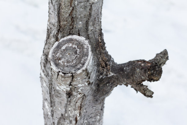 一棵被砍掉了树枝的苹果树的树干图片下载