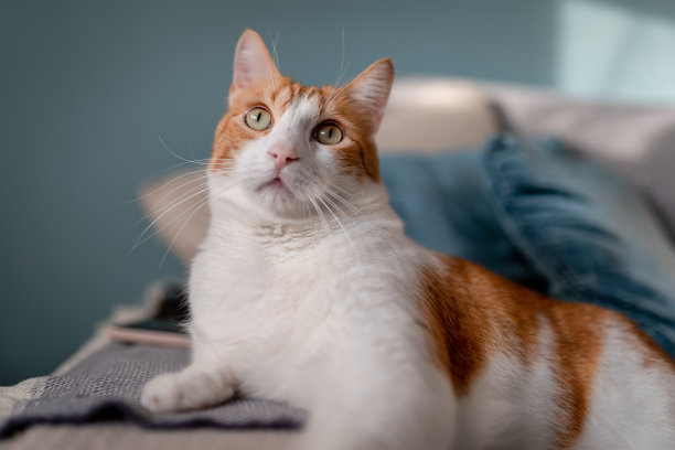 棕色和白色相间的黄色眼睛的猫躺在蓝色背景的沙发上。近距离图片下载