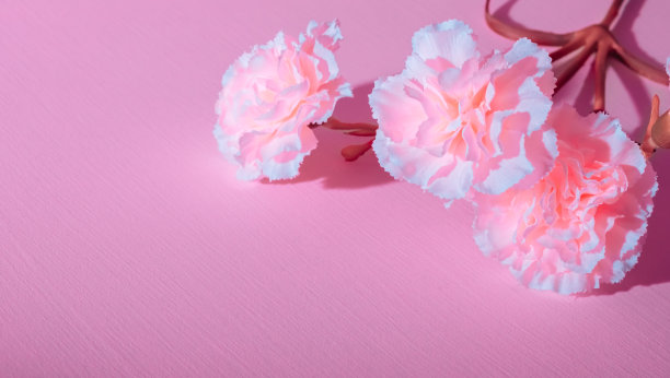 粉红色康乃馨放在桌子上，特写。副本的空间。节日卡片。母亲节明信片。国际妇女日。温柔的少女的模板。极简主义者。复古风格。Foamiran材料的爱好。DIY图片下载