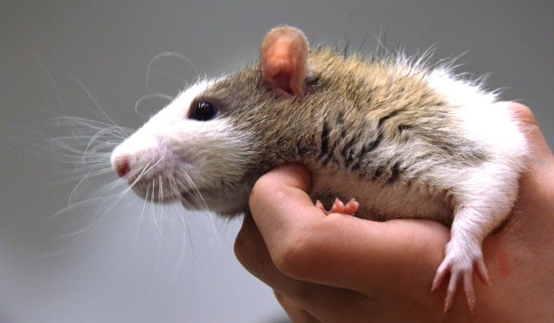 装饰性的老鼠图片下载