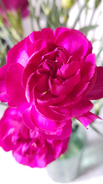 粉红色康乃馨的特写图片下载