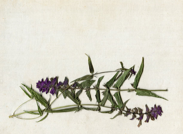 干花在古董画布背景。俯视图，平面布局。花卉背景，复印空间。植物标本图片下载