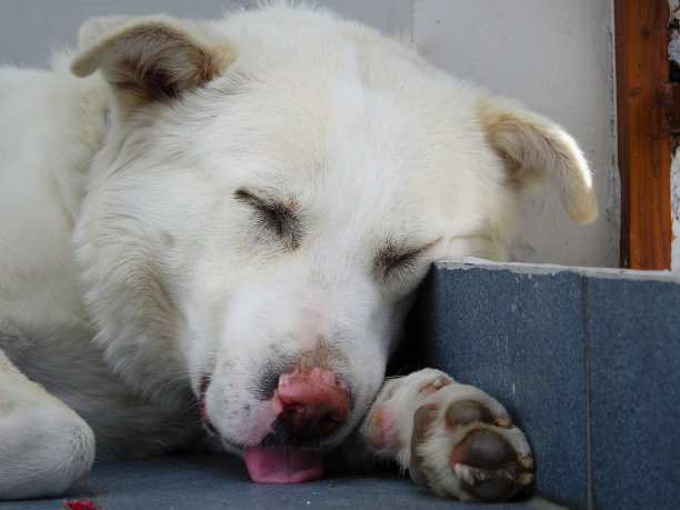 在一个印第安人的房子里睡觉的白色喜马拉雅牧羊犬的一个特写镜头。图片下载