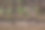 一名妇女正在温室里种植辣椒苗。甜椒幼苗。图片下载