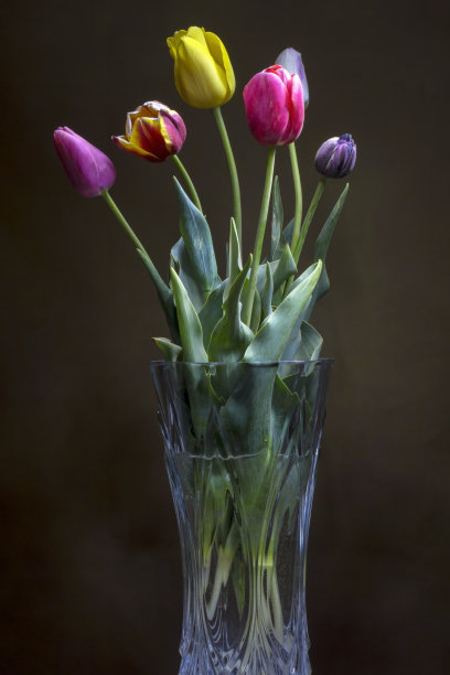 各种各样的郁金香图片下载