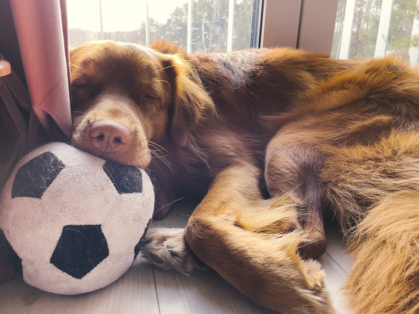 小狗金毛猎犬睡在球上图片下载